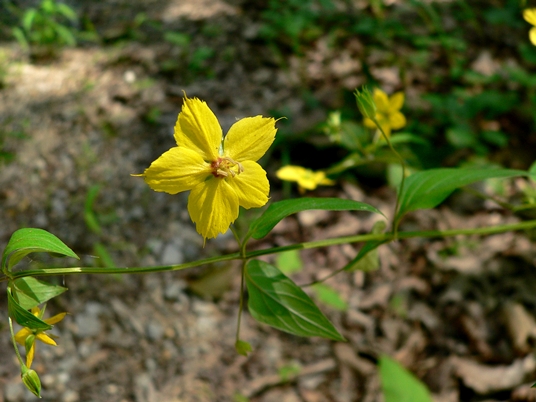 {Lysimachia tonsa}